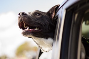 dog riding in the car